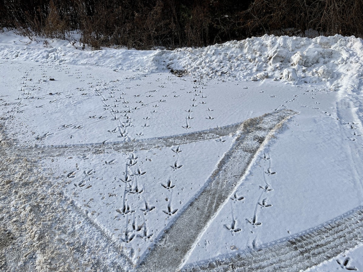 krocan divoký - ML647024001