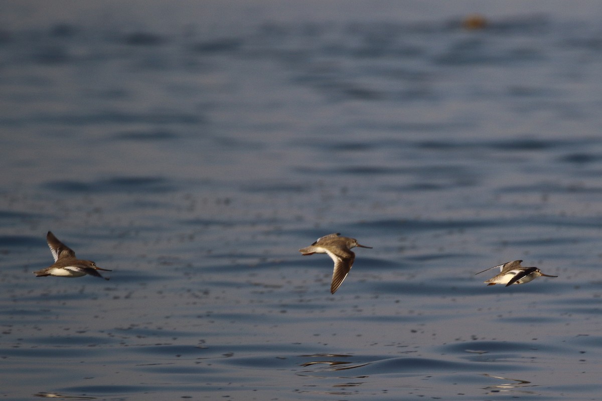 Terek Sandpiper - ML647024002