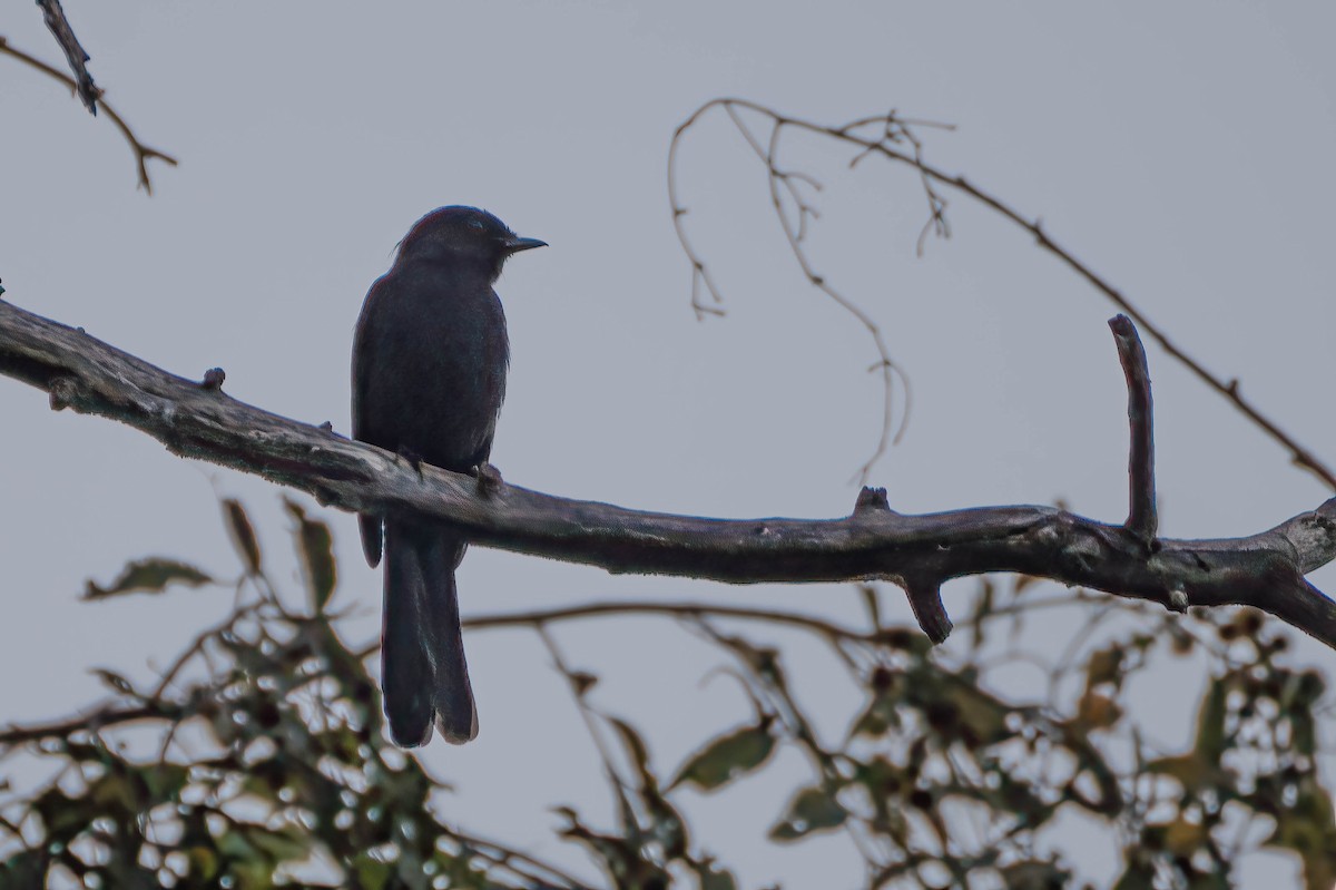 Northern Black-Flycatcher - ML647024005