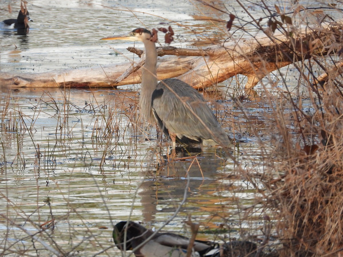 volavka velká - ML647024006