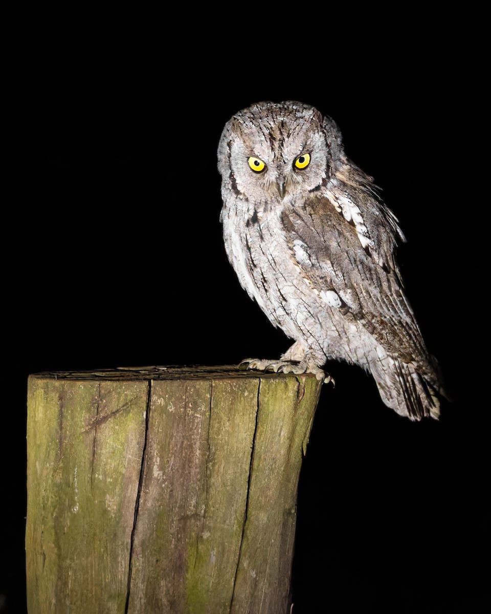 Eurasian Scops-Owl - ML647024008