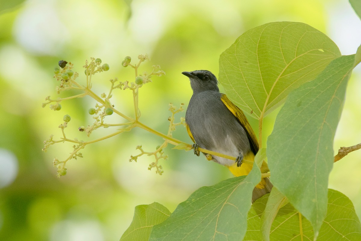 Bulbul Ventrigrís - ML64702401