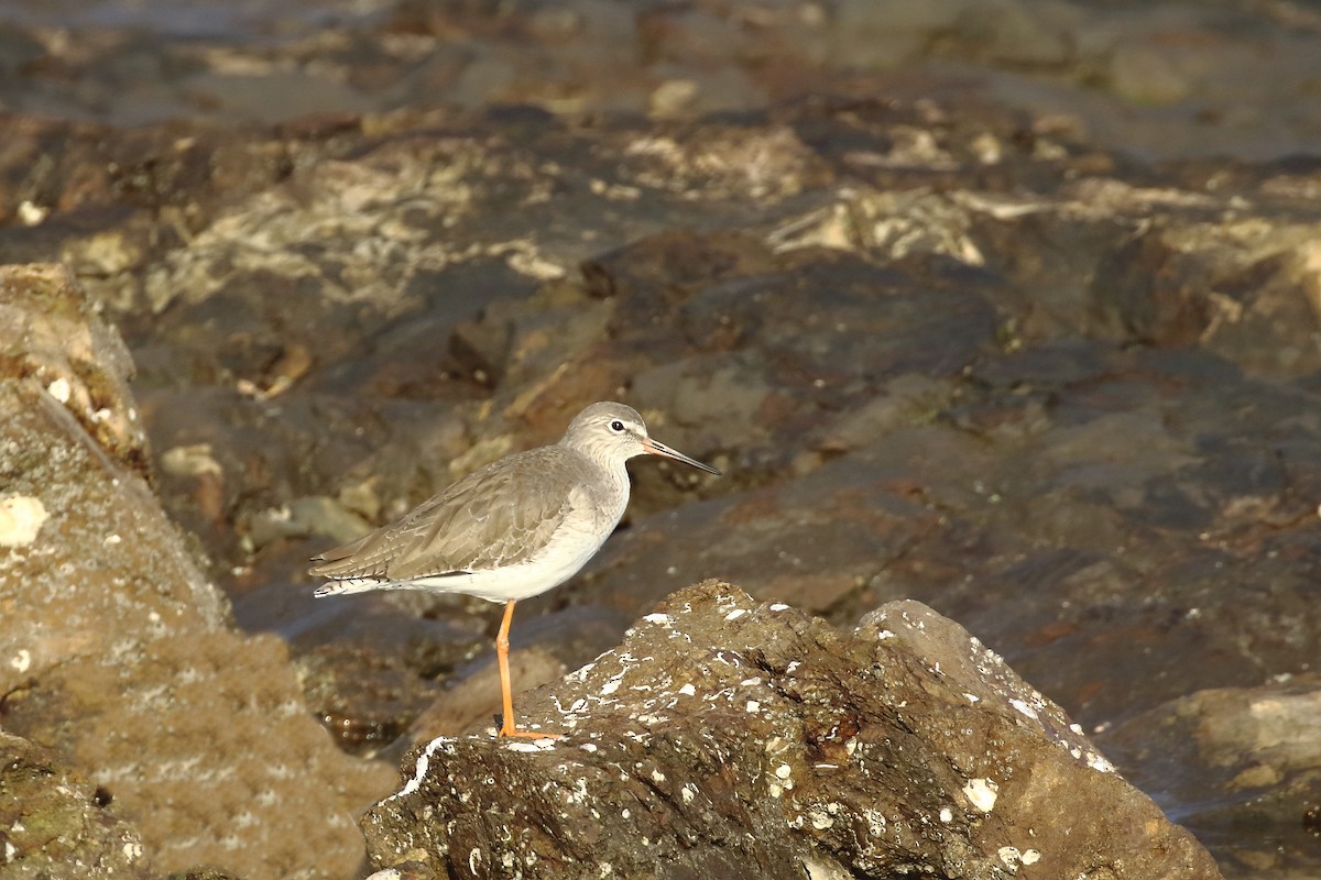 Common Redshank - ML647024011
