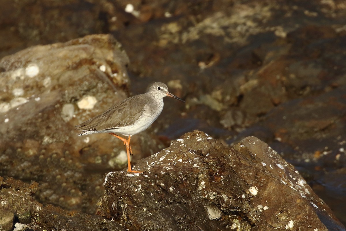 Common Redshank - ML647024012