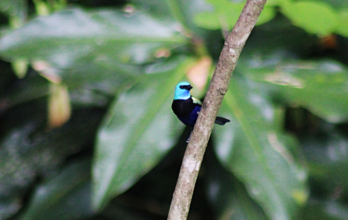 Танагра блакитношия - ML647024016