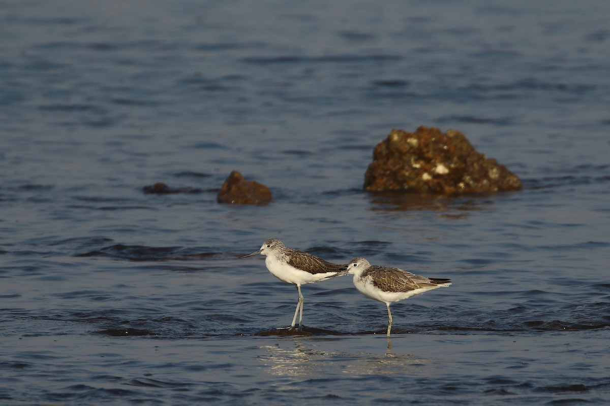 Common Greenshank - ML647024018