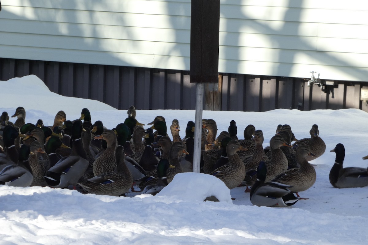 Mallard - ML647024025