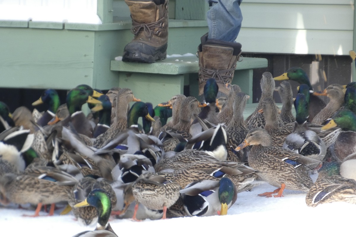 Mallard - ML647024027