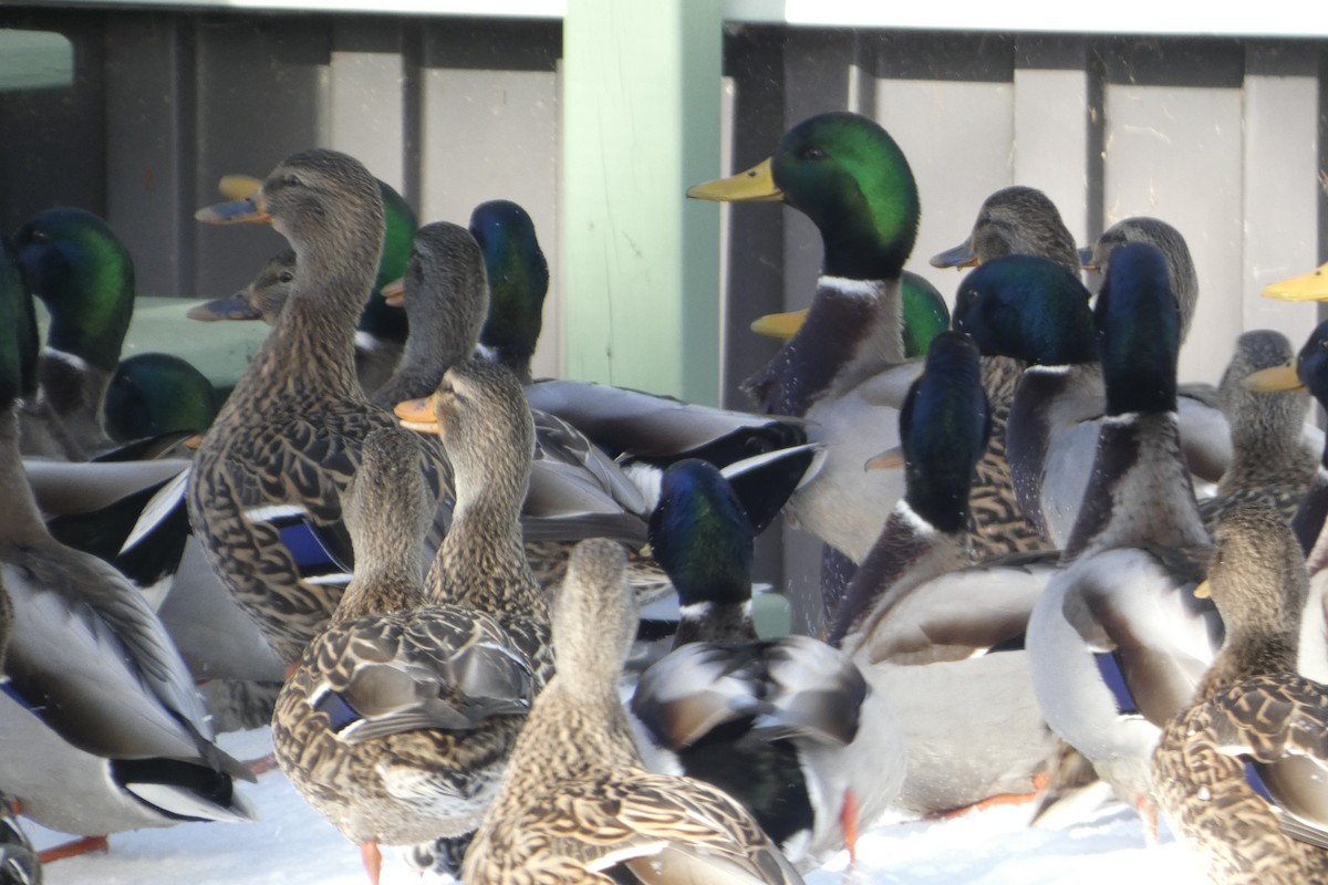 Mallard - ML647024028