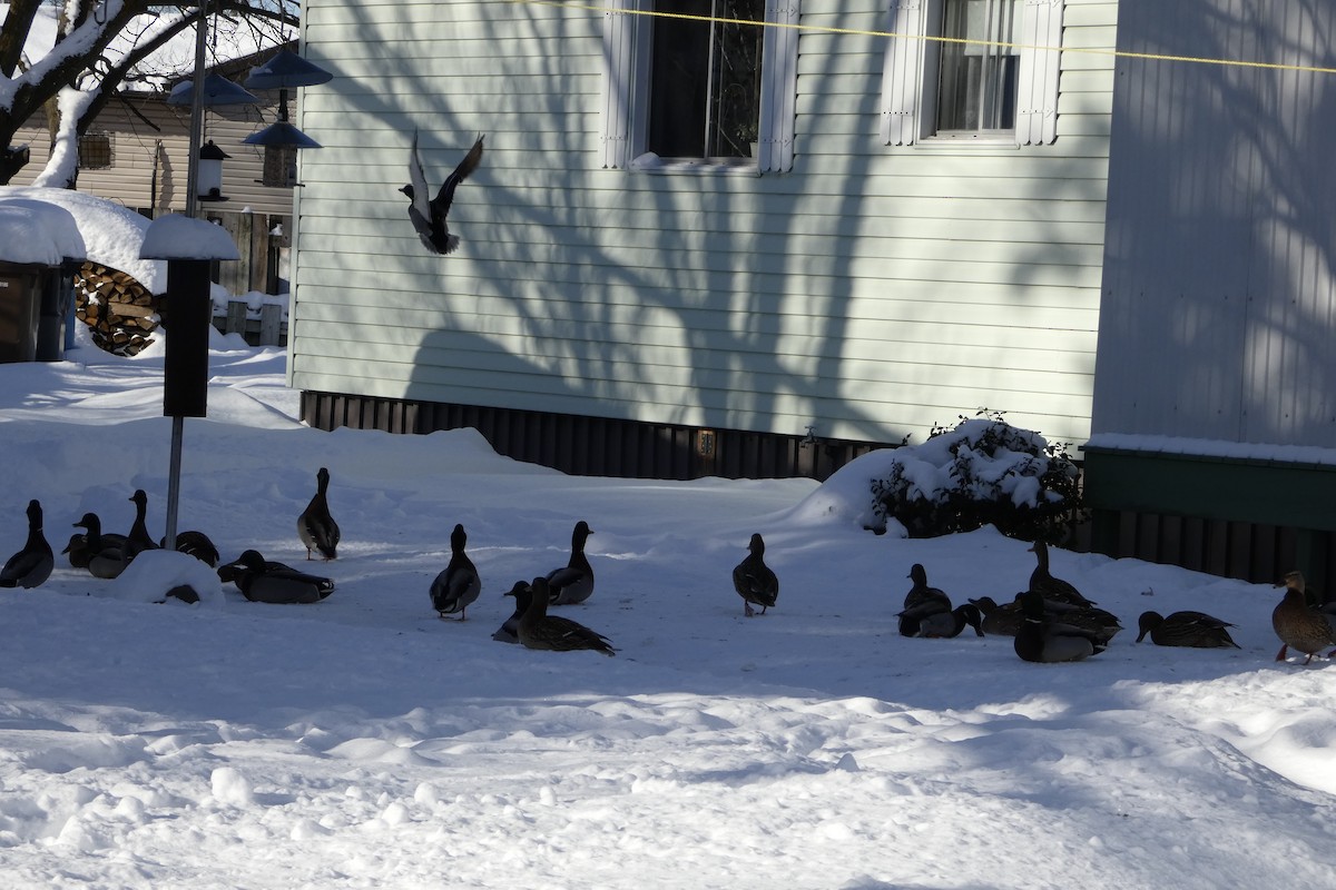 Mallard - ML647024029