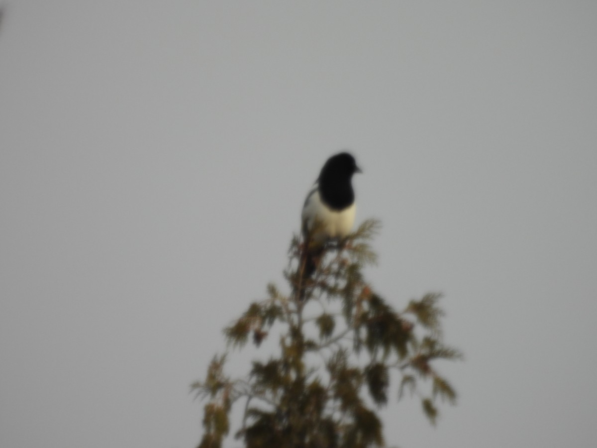 straka americká - ML647024032