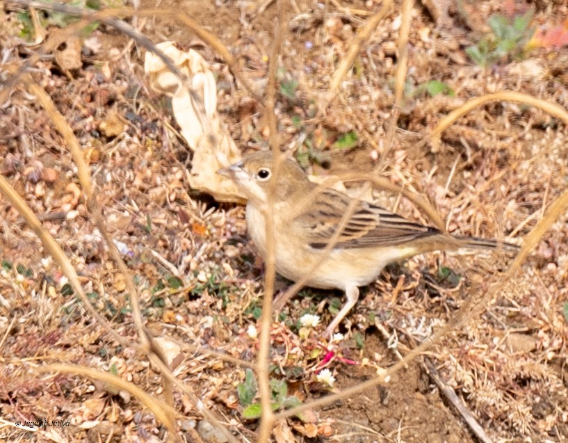 Zigolo testaranciata - ML647024035