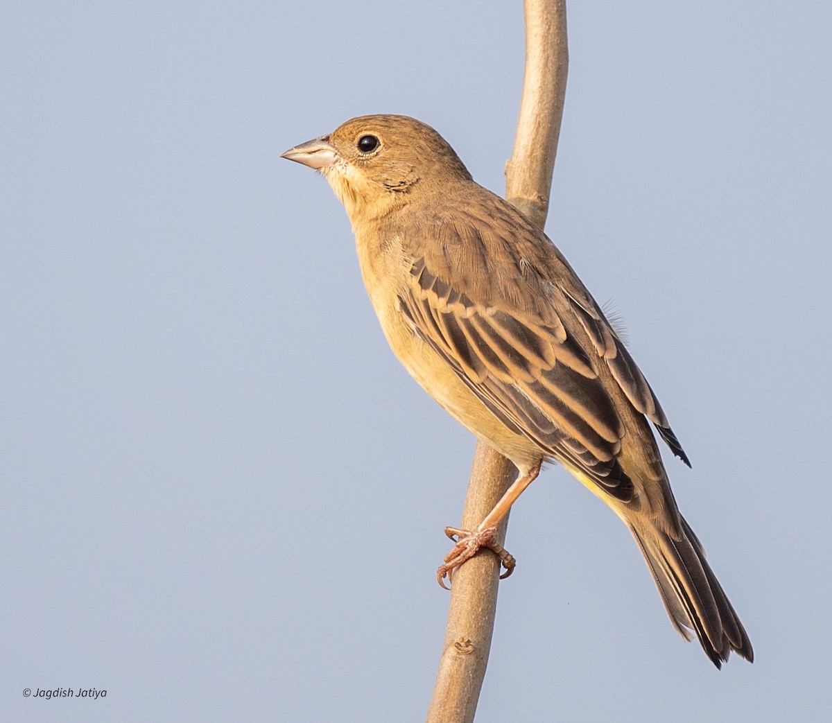 Zigolo testaranciata - ML647024036