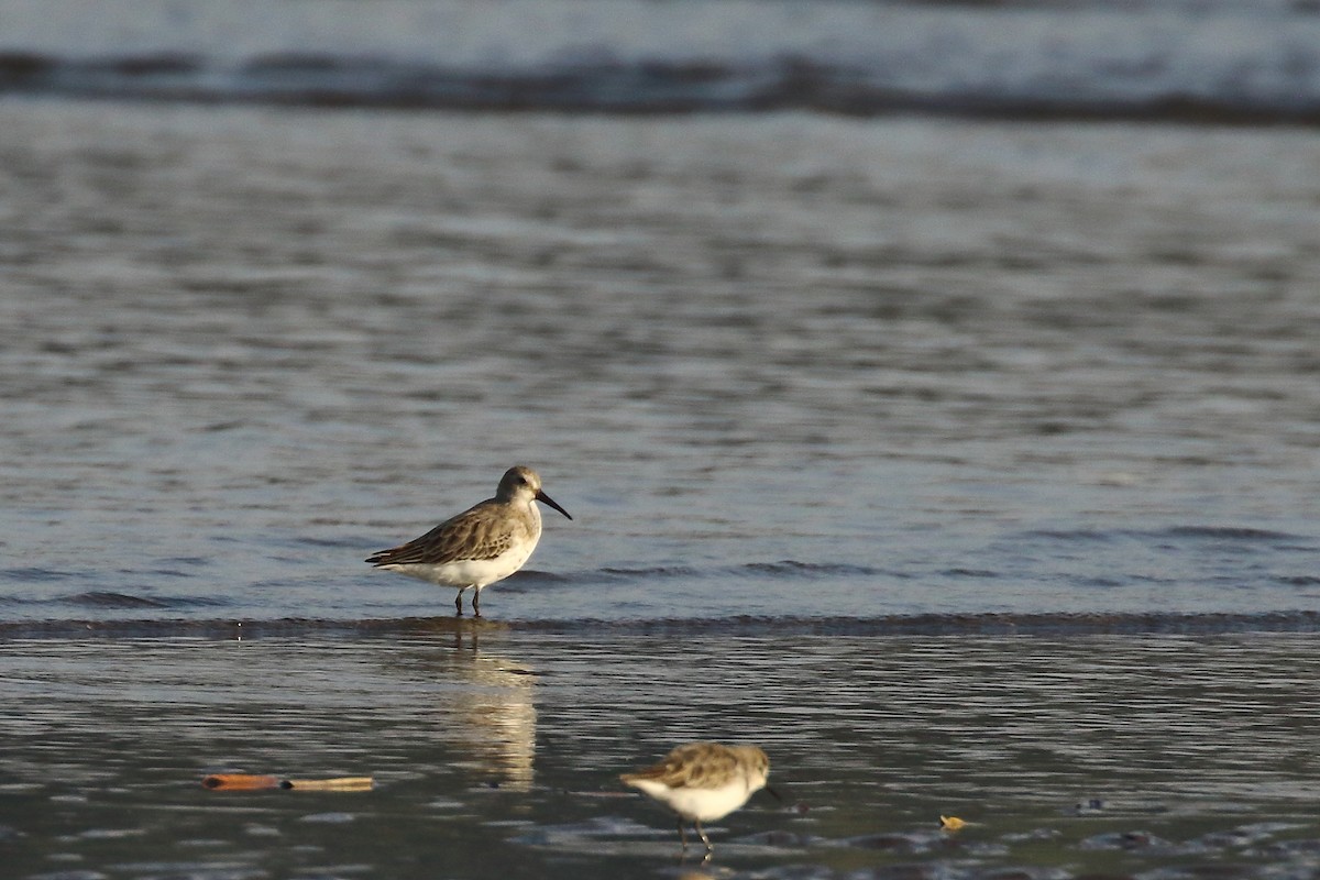 Curlew Sandpiper - ML647024042