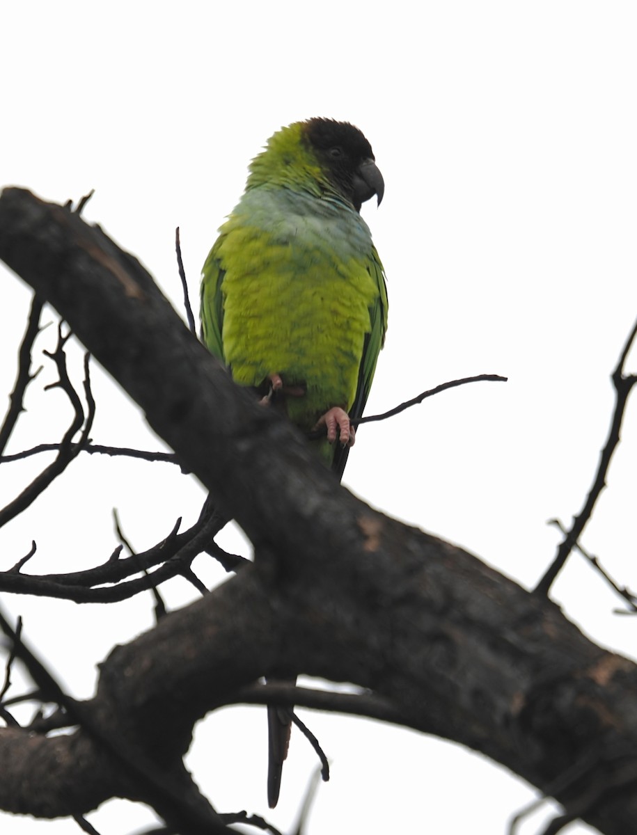 Nanday Parakeet - ML647024050