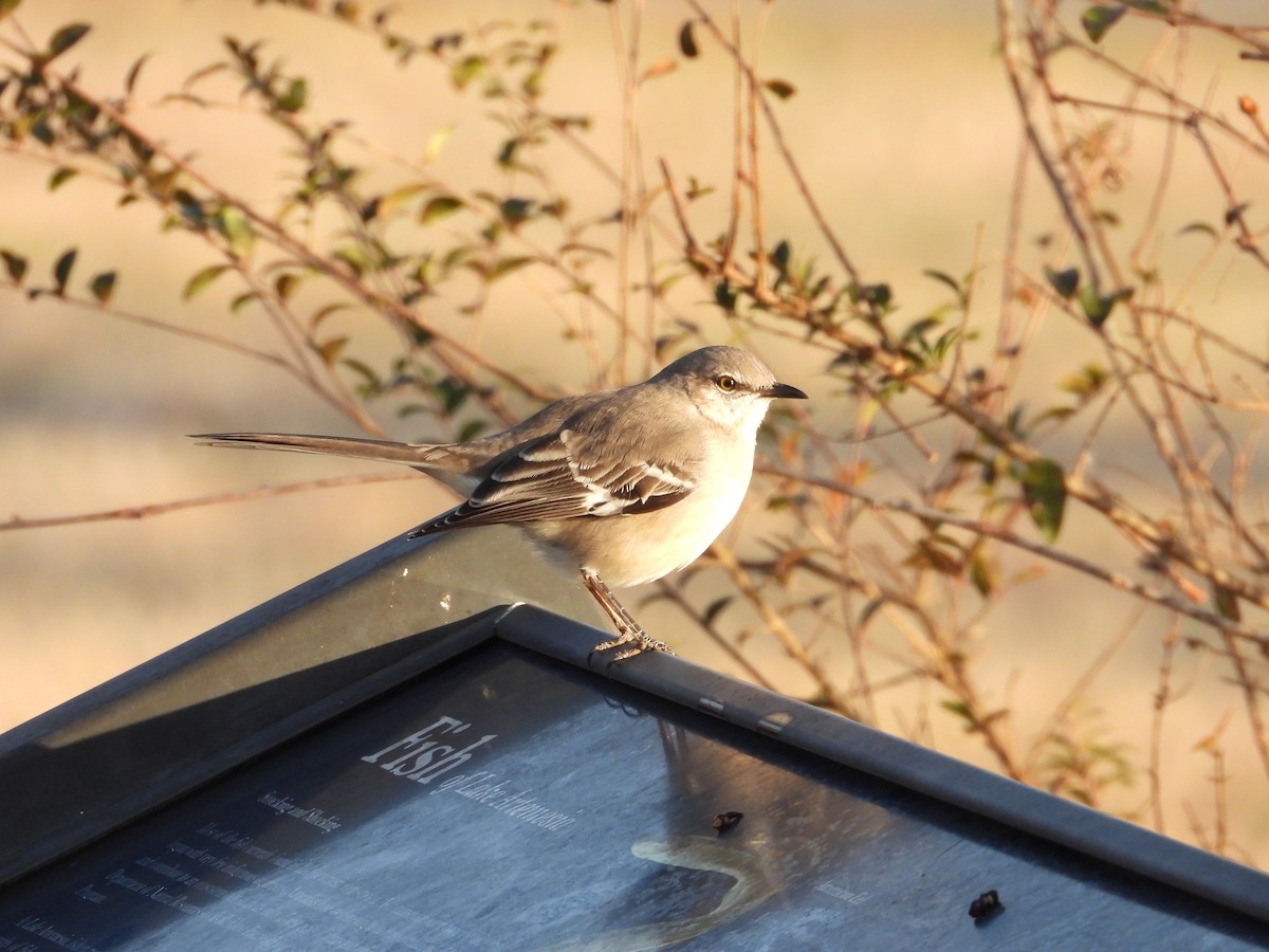 drozdec mnohohlasý - ML647024052