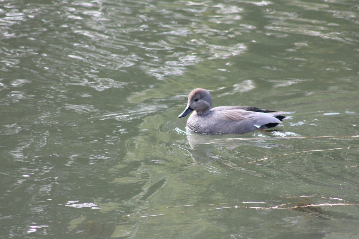 Gadwall - ML647024053
