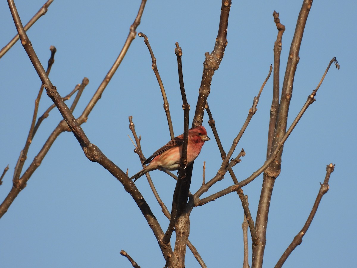 hýl nachový - ML647024054