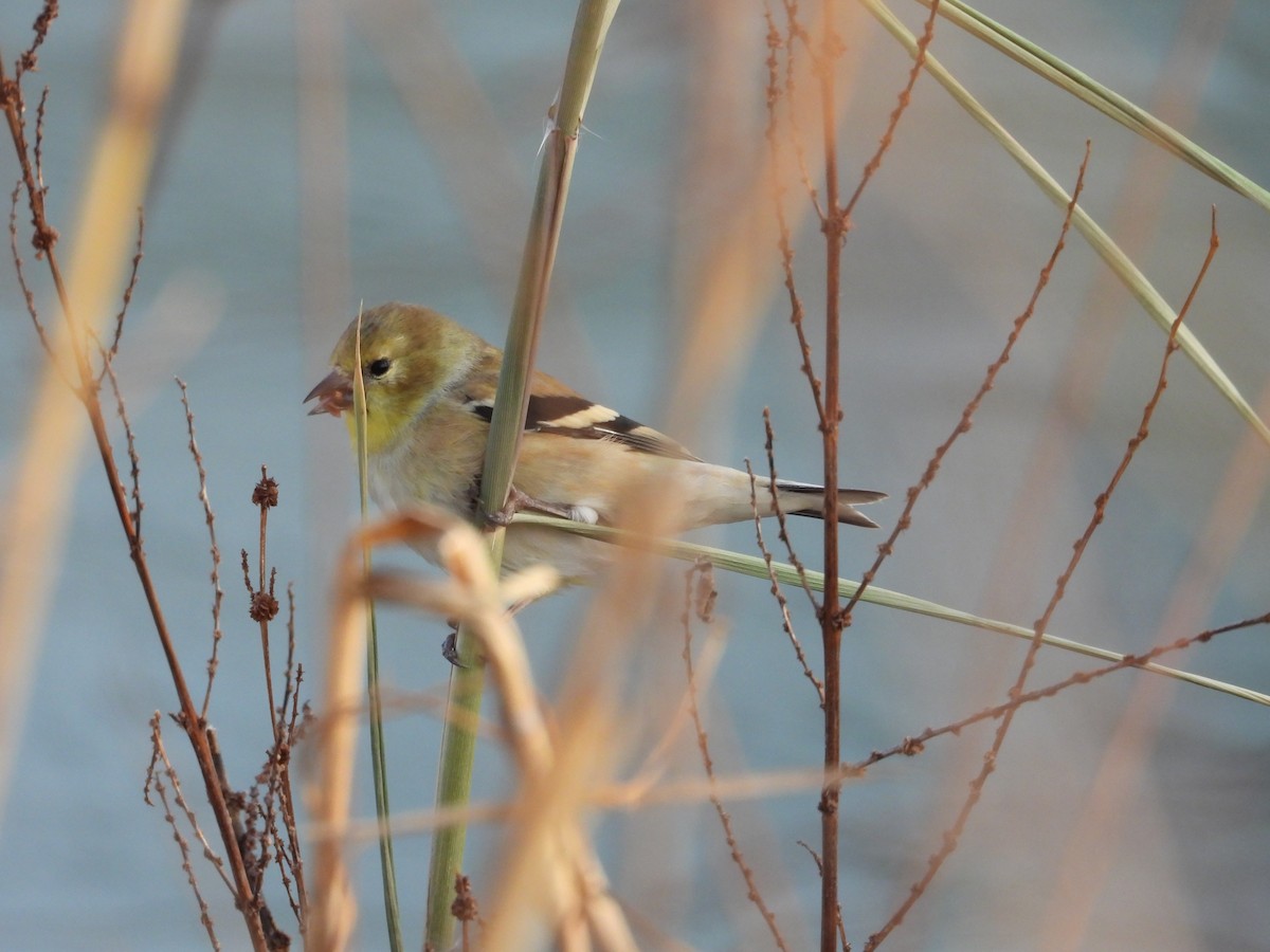 čížek žlutý - ML647024055