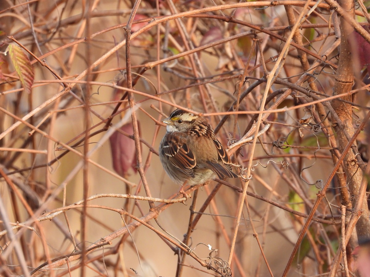 strnadec bělohrdlý - ML647024061