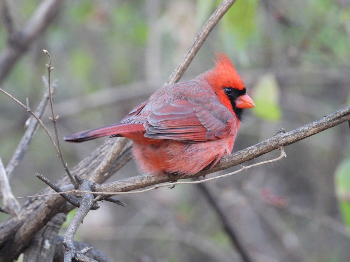 kardinál červený - ML647024063