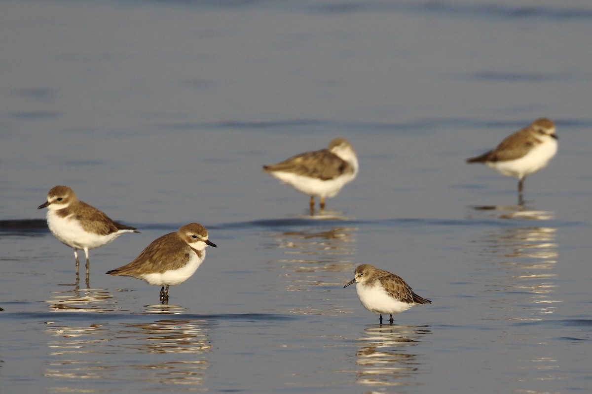 Little Stint - ML647024067