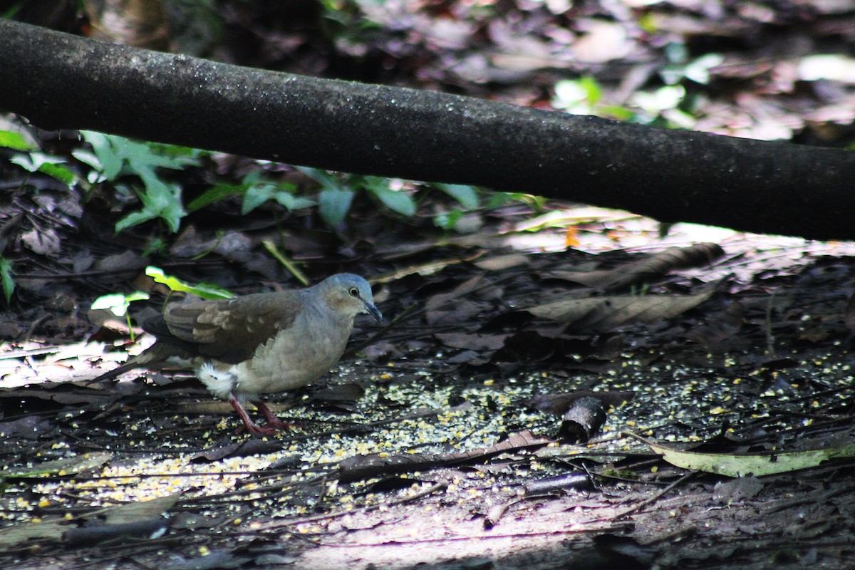 Gray-headed Dove - ML647024073