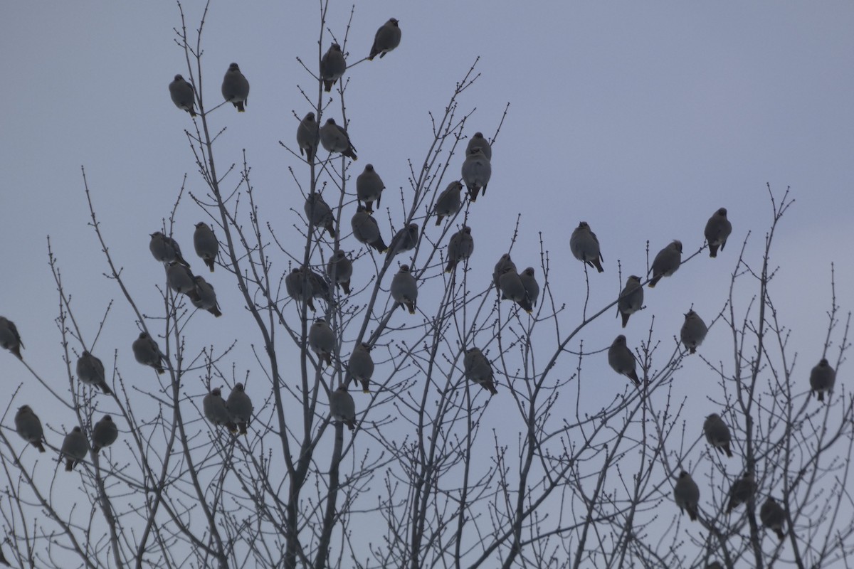 黃連雀 - ML647024077