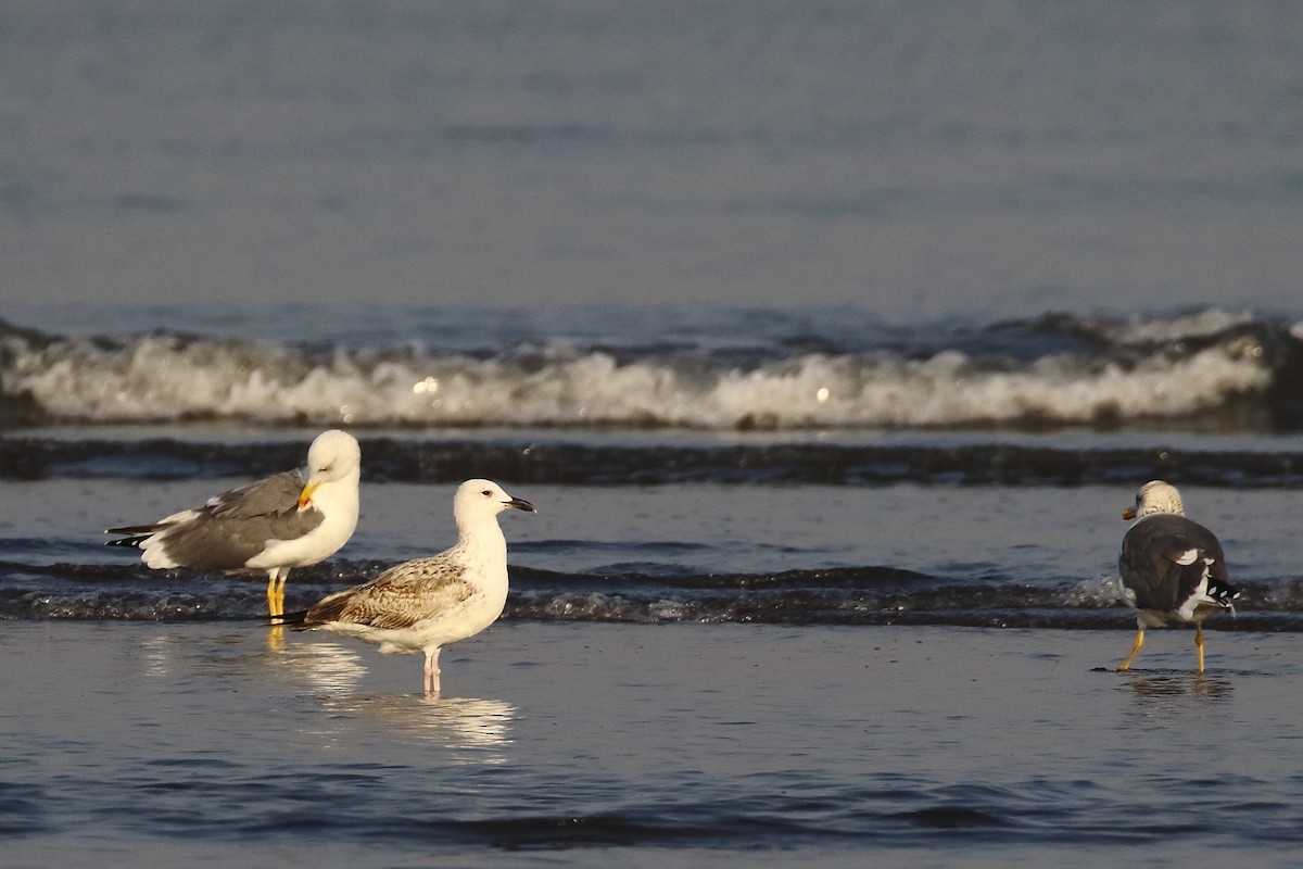 Lesser Black-backed Gull - ML647024080