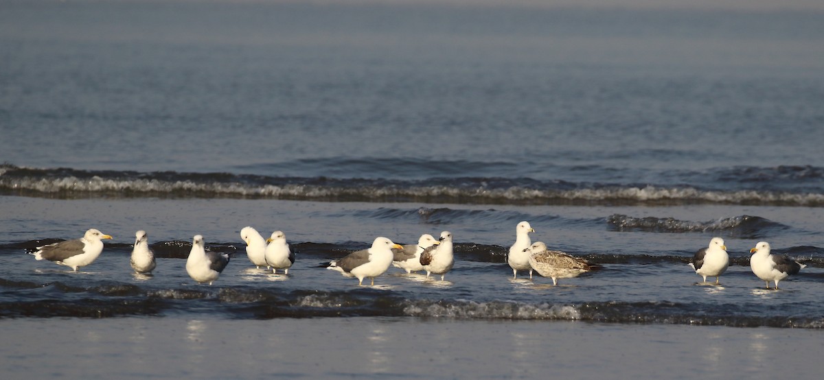 Lesser Black-backed Gull - ML647024081
