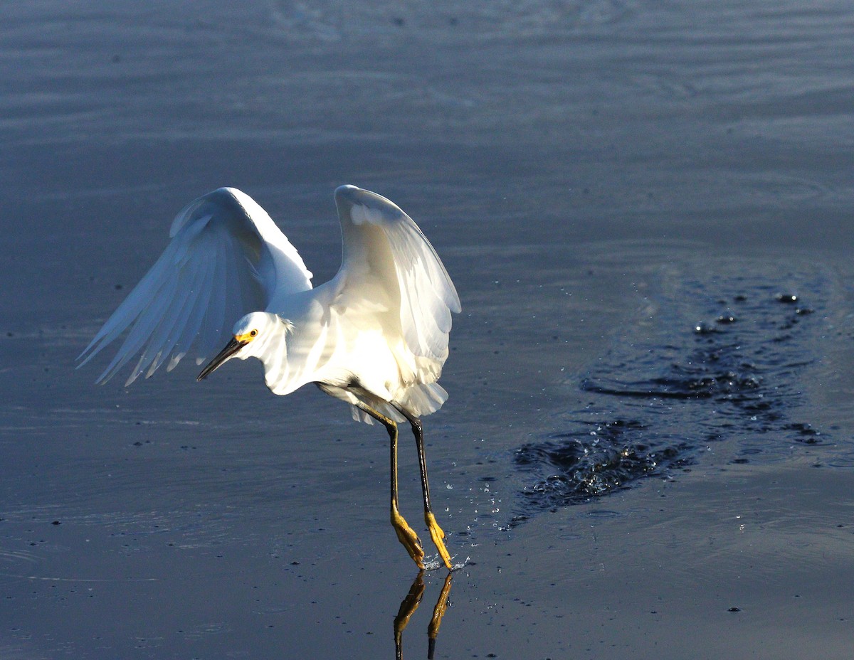 לבנית אמריקנית - ML647024096