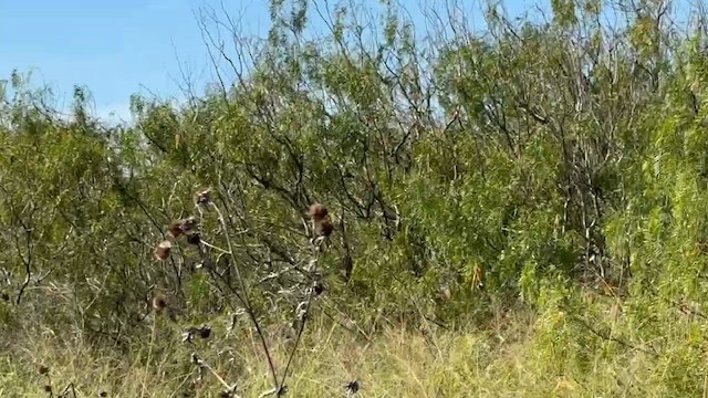 Long-billed Thrasher - ML647024101
