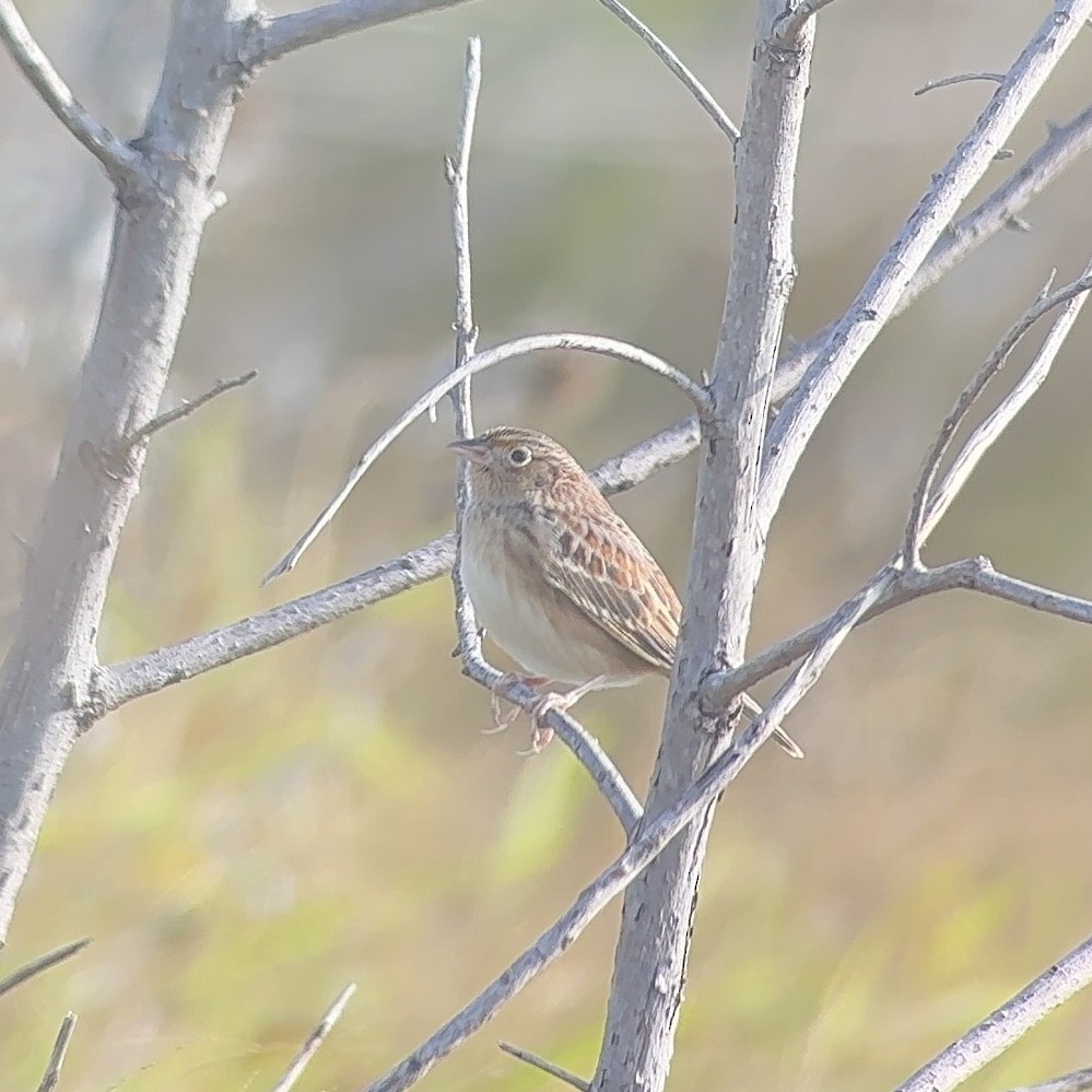 Grasshopper Sparrow - ML647024105
