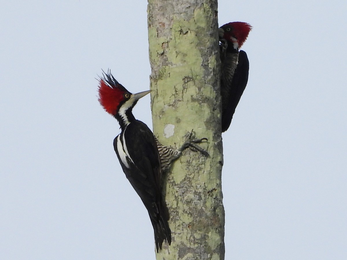 Crimson-crested Woodpecker - ML647024107