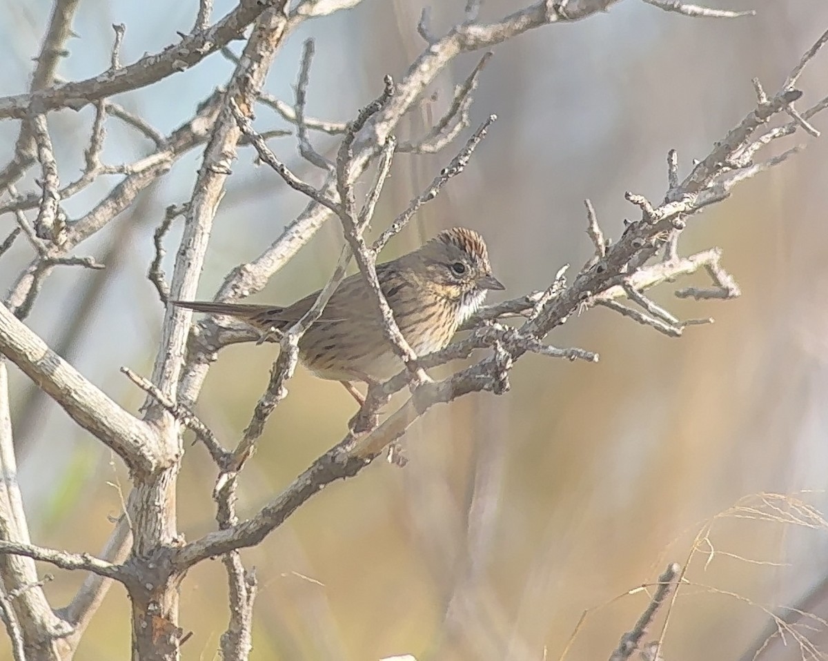 Lincoln's Sparrow - ML647024108