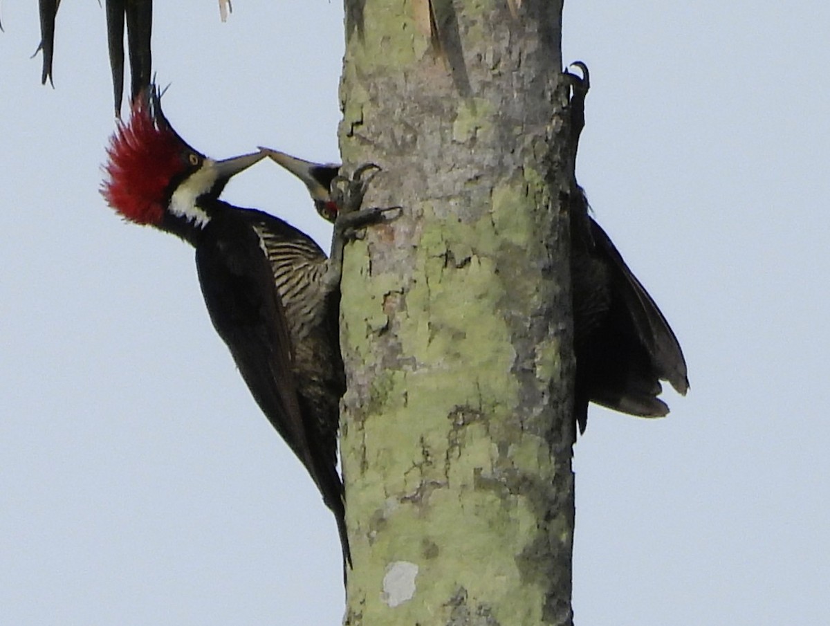 Crimson-crested Woodpecker - ML647024109