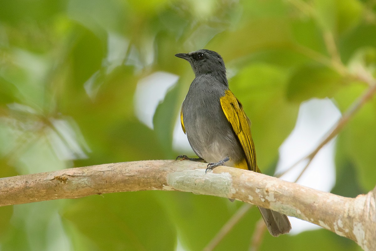 Gray-bellied Bulbul - ML64702411