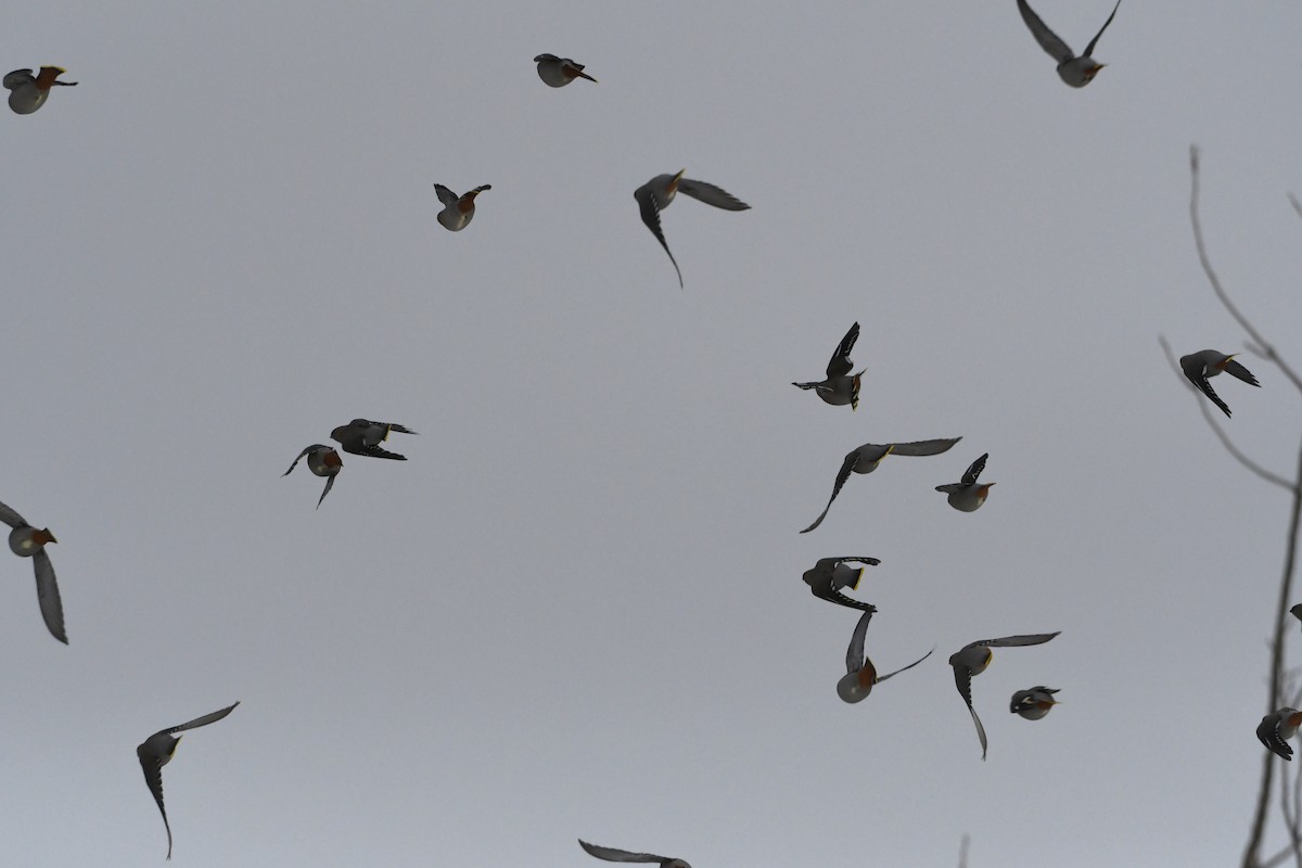 黃連雀 - ML647024114