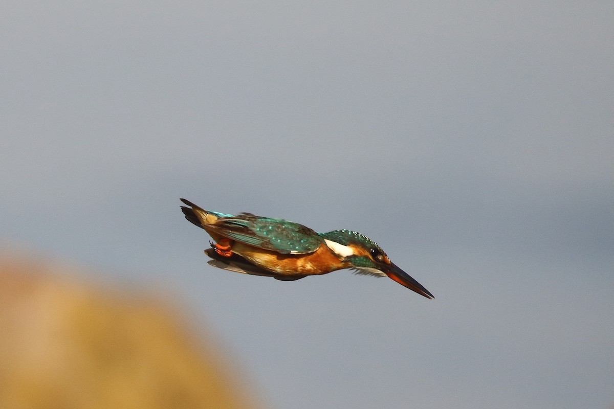 Common Kingfisher - ML647024115