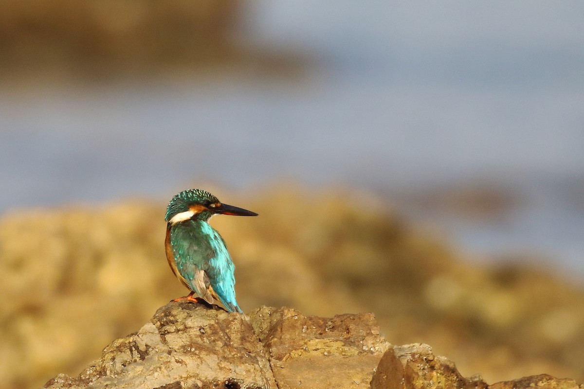 Common Kingfisher - ML647024116