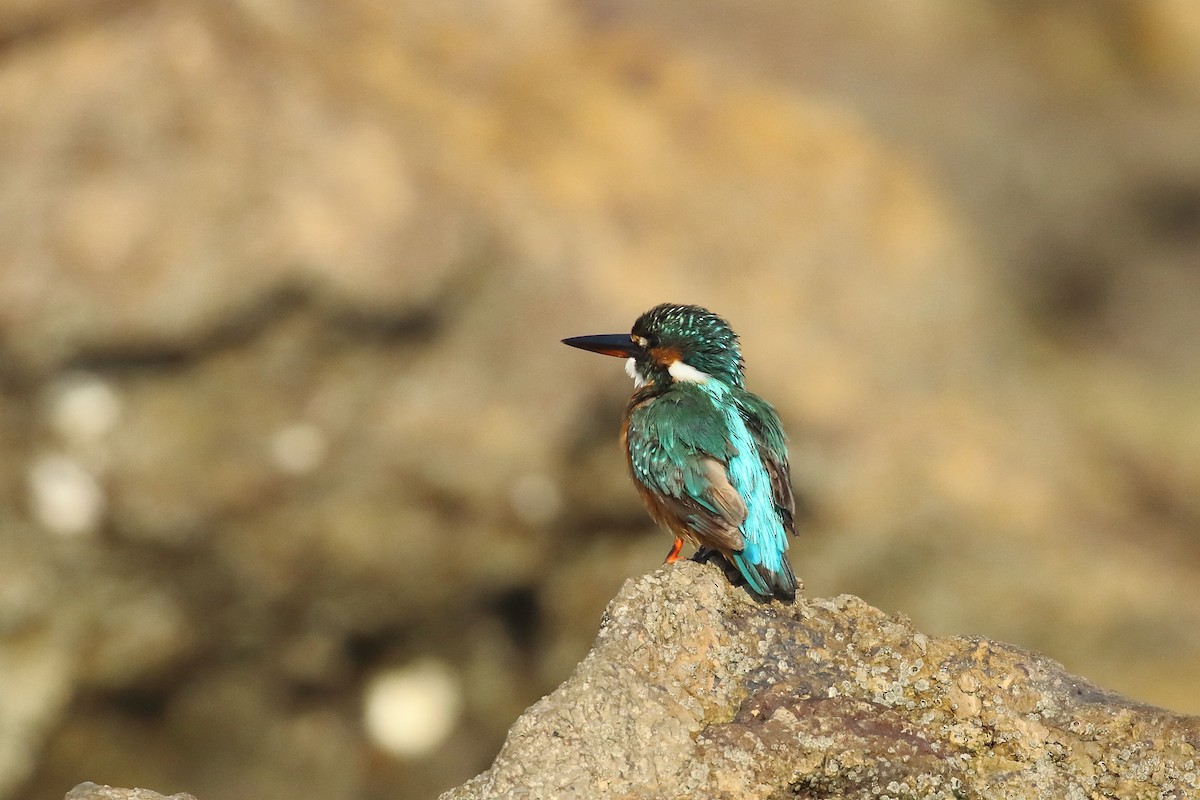 Common Kingfisher - ML647024117