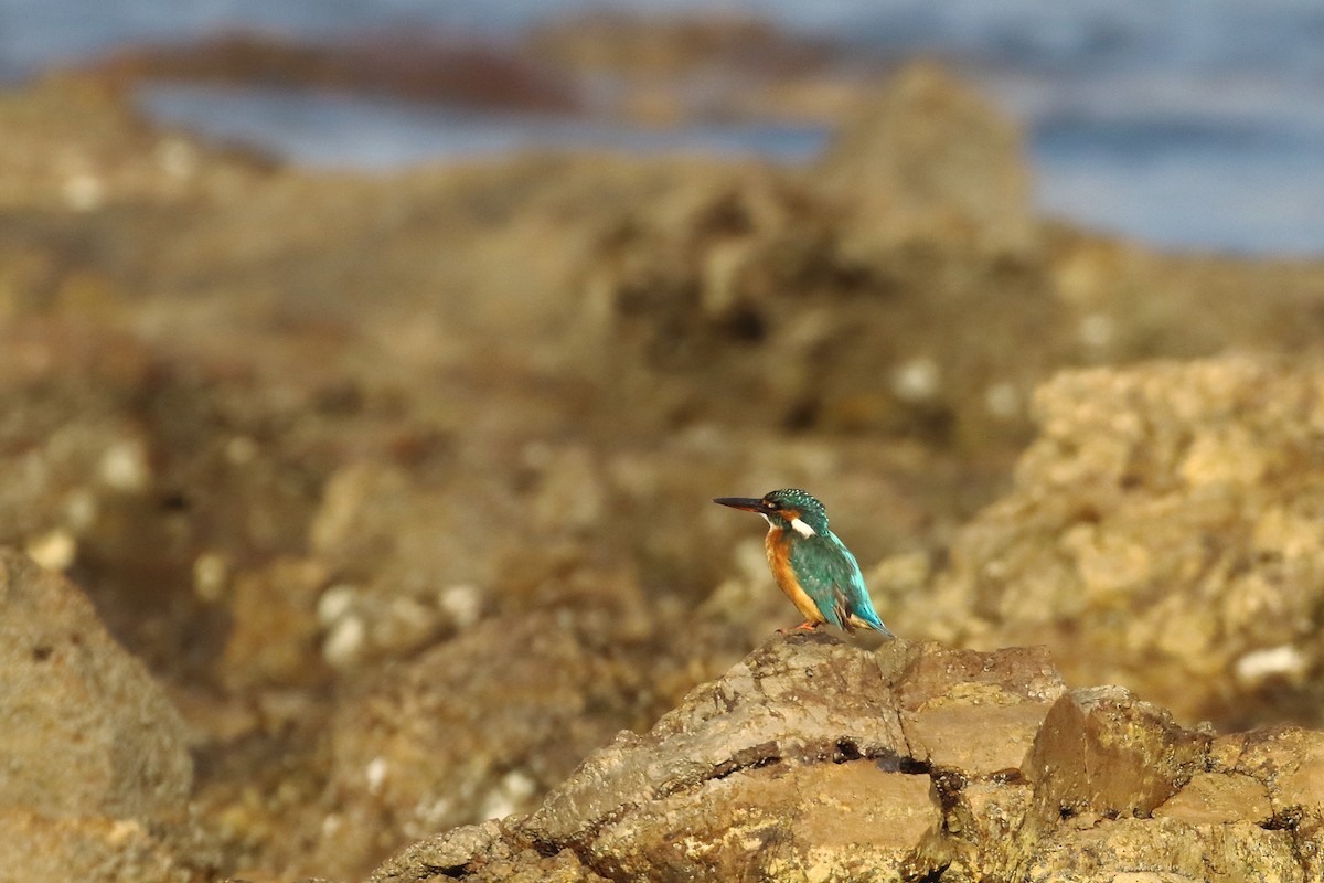 Common Kingfisher - ML647024119