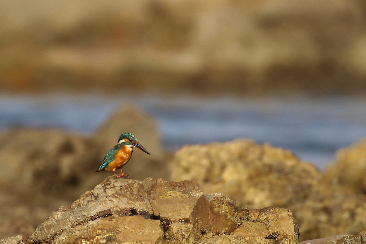 Common Kingfisher - ML647024120