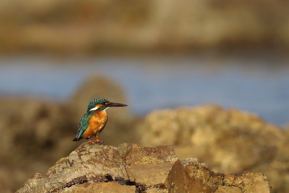 Common Kingfisher - ML647024121