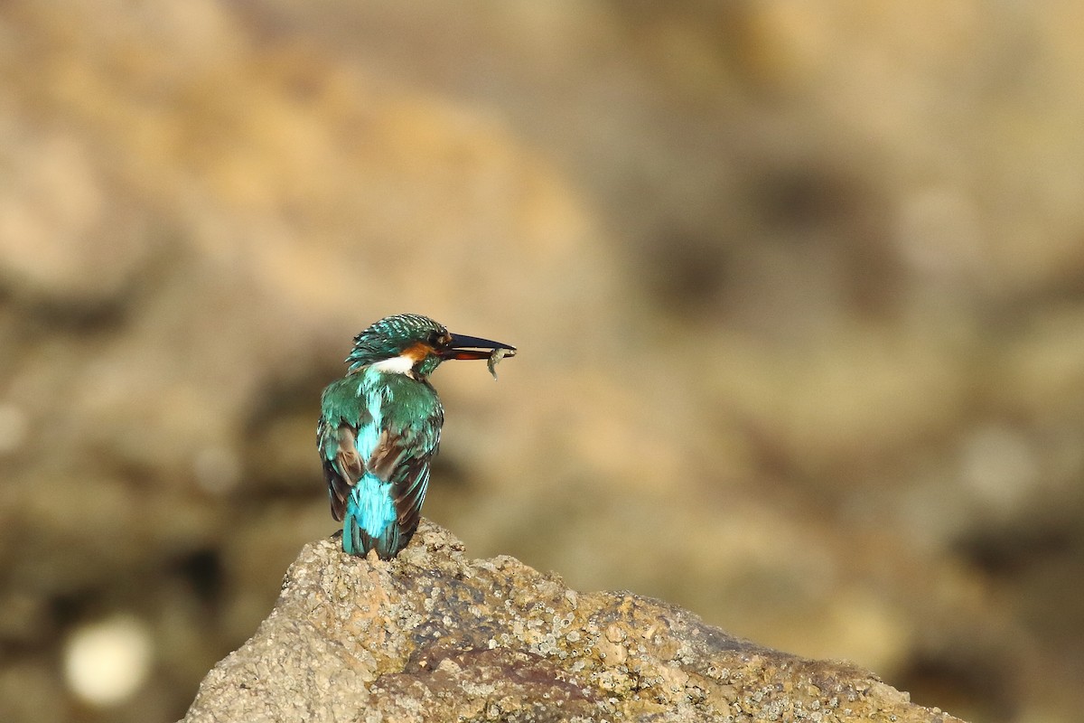 Common Kingfisher - ML647024122