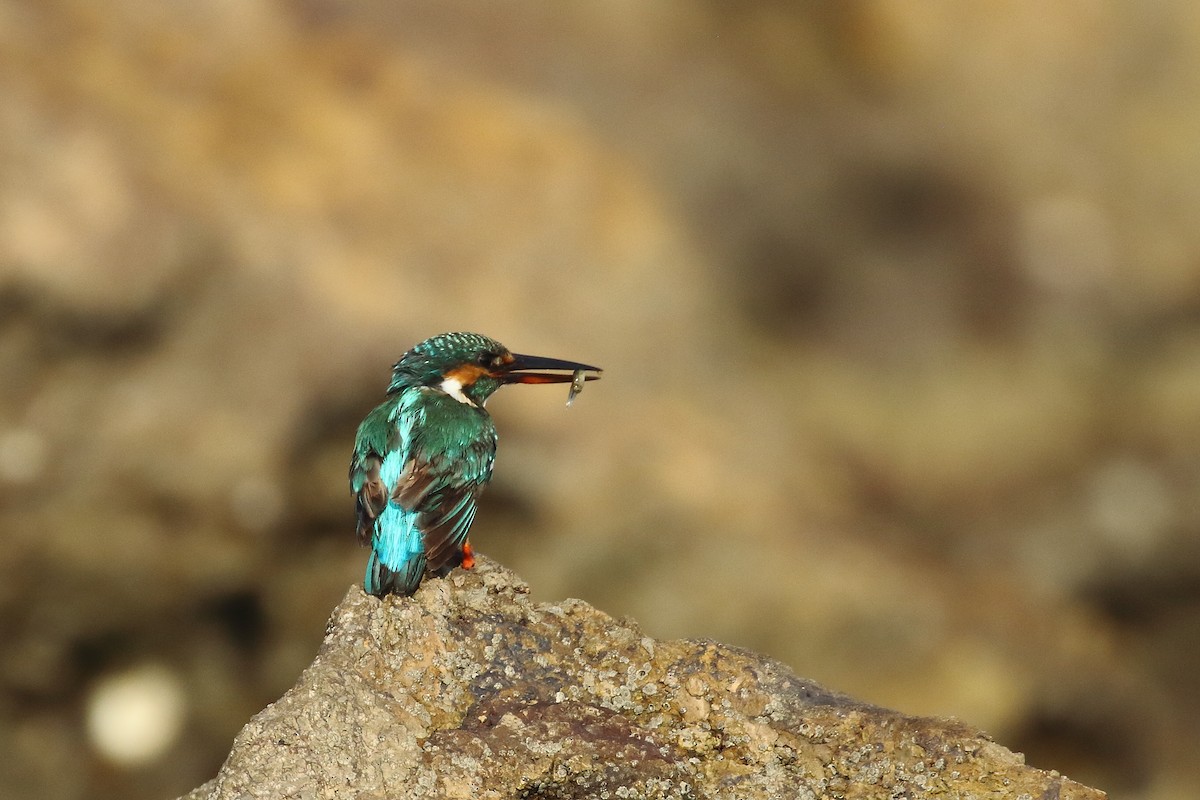 Common Kingfisher - ML647024123