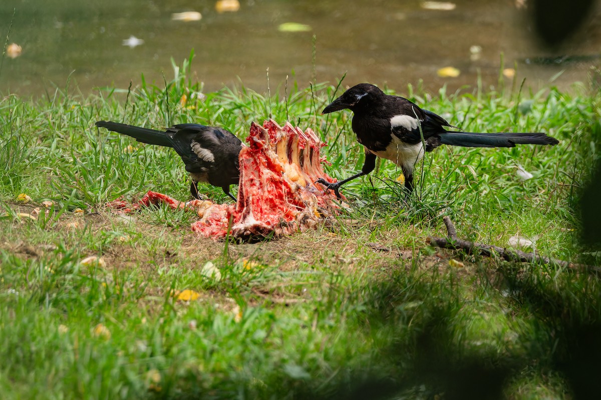 Eurasian Magpie - ML647024126