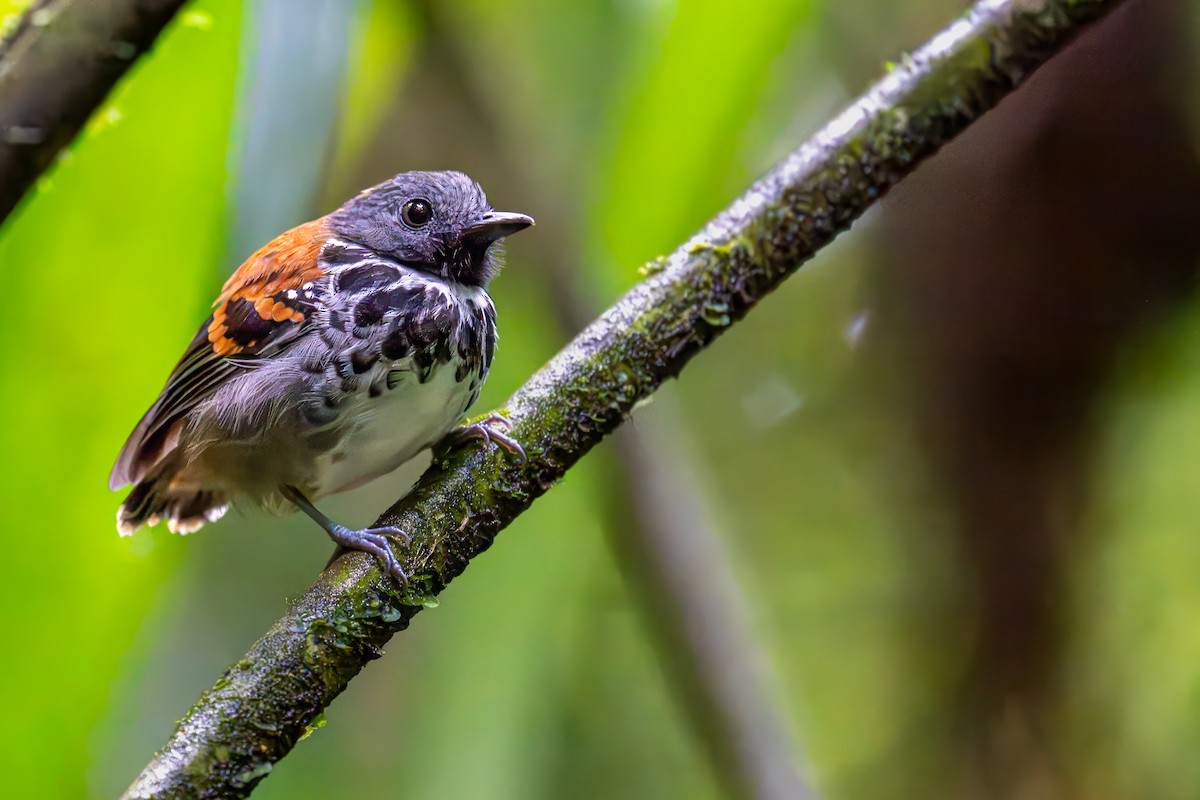 Spotted Antbird - ML647024129