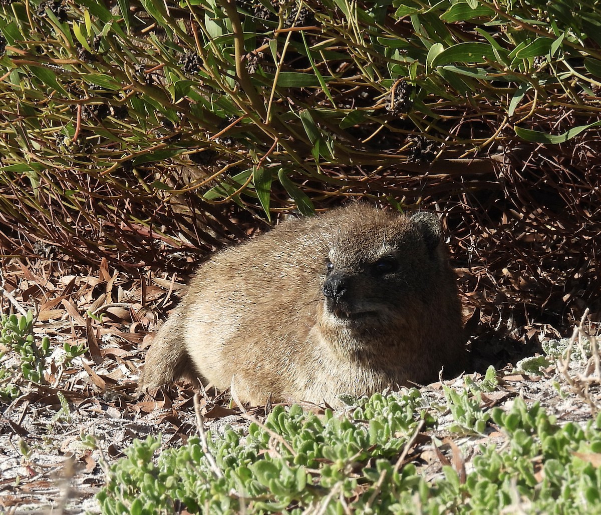 Animals - ML647024130