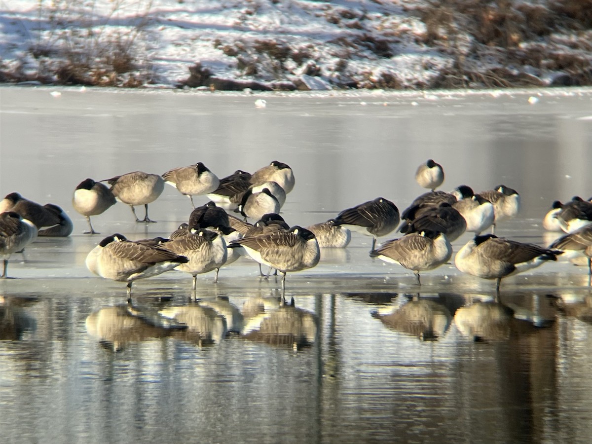 Barnacla Canadiense Grande - ML647024132